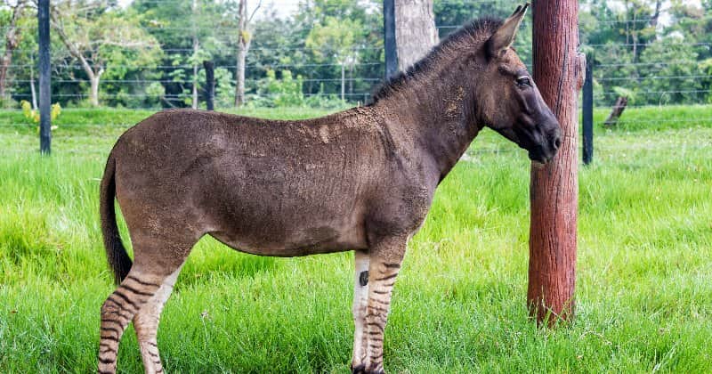 4 shocking animal hybrids that will make you question nature.